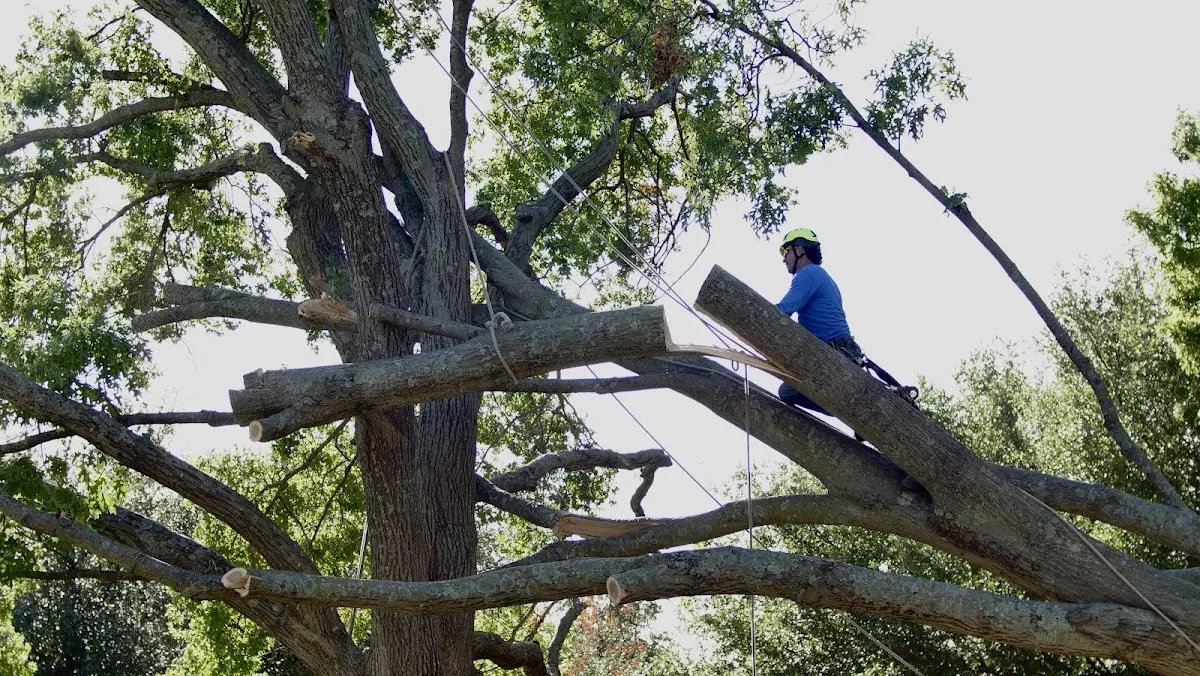 Professional Crown Thinning performed by certified arborists in Newton